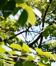  阳光下的绿叶特写(4)6436#竖屏 	 