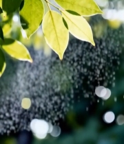  阳光下的翠绿树叶3487#竖屏 	 