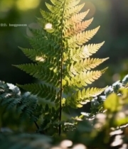  阳光下的蕨类植物特写(3)7646#竖屏 	 