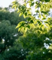  阳光下的绿叶树枝2819#竖屏 	 