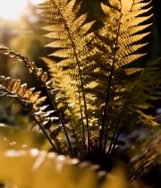  阳光下的蕨类植物特写(1)5419#竖屏 	 