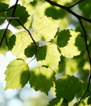  阳光下的绿色树叶特写(1)2181#竖屏 	 