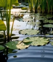  阳光下池塘中的睡莲与荷叶2299#竖屏 	 