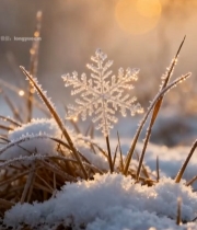  阳光下草尖雪花特写400#竖屏 	 