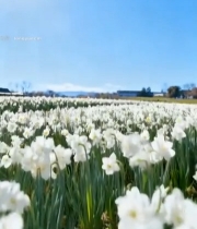  阳光下的白色水仙花田6247#竖屏 	 
