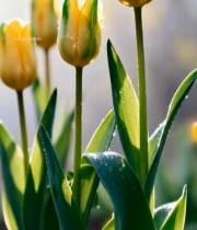  阳光下带露珠的黄色郁金香1739#竖屏 	 