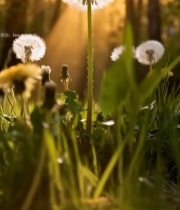  阳光下草地蒲公英特写4474#竖屏 	 