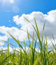  阳光下草地与蓝天白云素材6261#竖屏 	 