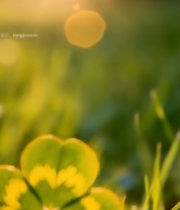  阳光下草地中的四叶草7707#竖屏 	 