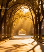  阳光透过银杏洒在道路上3631#竖屏 	 