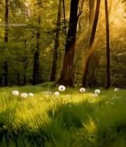  阳光下草地中的蒲公英494#竖屏 	 