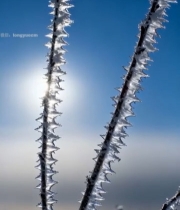  阳光下带霜的植物枝条特写667#竖屏 	 