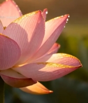  阳光下带露珠的粉色荷花(1)7227#竖屏 	 