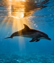  阳光海底海豚游动素材1057#竖屏 	 