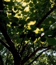  阳光透过树叶景象素材2693#竖屏 	 