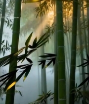  阳光穿透竹林景象2674#竖屏 	 