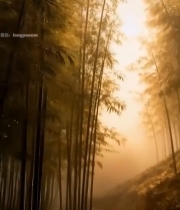  阳光洒落的竹林小道260#竖屏 	 