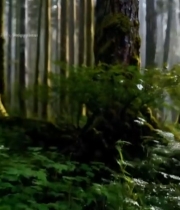  阳光穿透森林树木景象1941#竖屏 	 