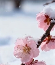  雪中绽放的粉色梅花2015#竖屏 	 