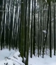  雪中竹林木栈道风景5839#竖屏 	 