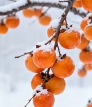  雪中挂枝的成熟柿子1957#竖屏 	 