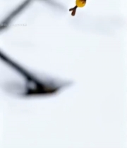  雪中绽放的黄色梅花特写474#竖屏 	 