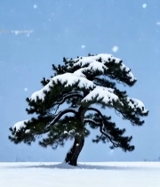  雪中孤松自然风光5179#竖屏 	 