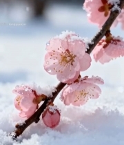  雪中绽放的粉色梅花特写2574#竖屏 	 