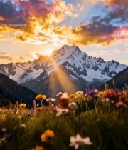  雪山下绚烂花海与日出美景1787#竖屏 	 