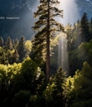  雪山森林阳光风景素材3911#竖屏 	 