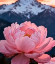  雪山前盛开的粉色芍药花7902#竖屏 	 