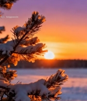  雪后松枝日出美景4163#竖屏 	 