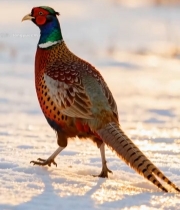  雪地中行走的彩色野鸡6865#竖屏 	 