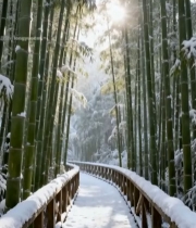  雪后竹林中的木质步道2957#竖屏 	 