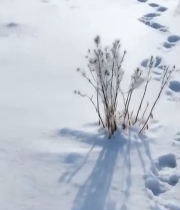  雪地足迹与覆霜植物景观7295#竖屏 	 