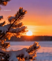  雪后松枝日出美景(1)5124#竖屏 	 