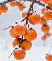  雪后枝头成熟柿子特写3785#竖屏 	 