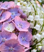  绣球花与铃兰花特写872#竖屏 	 