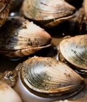  新鲜花蛤特写素材6163#竖屏 	 