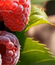  新鲜树莓特写(4)5362#竖屏 	 