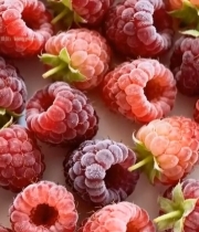  新鲜树莓特写(3)4660#竖屏 	 