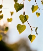  心形树叶阳光照射特写623#竖屏 	 
