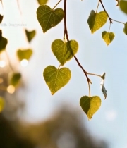  心形树叶特写自然风光素材7339#竖屏 	 