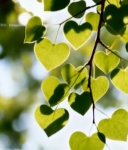  心形绿叶特写6174#竖屏 	 