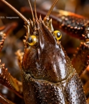  小龙虾微距特写素材(1)3261#竖屏 	 