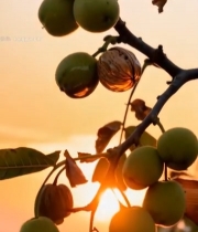  夕阳下枝头的青核桃果实4044#竖屏 	 