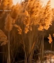  夕阳下摇曳的芦苇6288#竖屏 	 