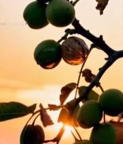  夕阳下枝头的青核桃果实4044#竖屏 	 