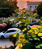  夕阳下绽放的粉色玫瑰花4128#竖屏 	 