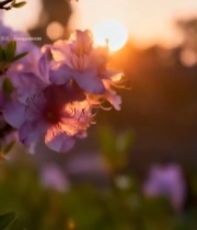  夕阳下盛开的紫色花朵657#竖屏 	 